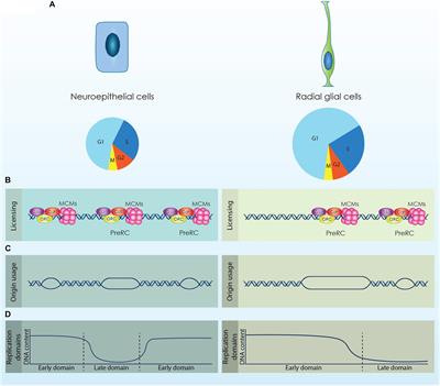 Cortical Development and Brain Malformations: Insights From the Differential Regulation of Early Events of DNA Replication